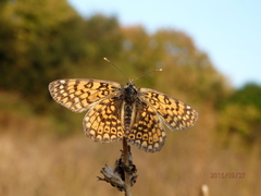 Melitaea cinxia