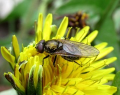 Cheilosia pubera