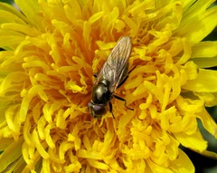 Cheilosia pubera