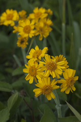 Tephroseris subscaposa