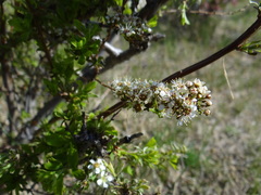 Spiraea aquilegifolia