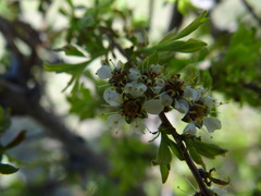 Spiraea aquilegifolia