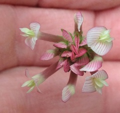 Trifolium clypeatum