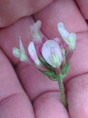 Trifolium clypeatum