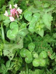 Trifolium clypeatum