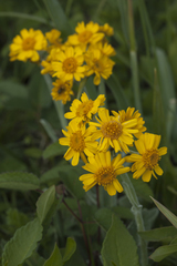 Tephroseris subscaposa