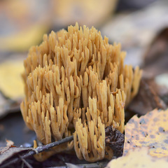 Phaeoclavulina eumorpha
