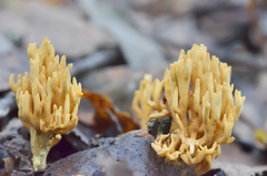 Phaeoclavulina eumorpha