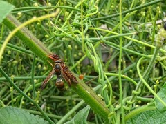 Ropalidia plebeiana