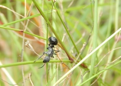 Polyrhachis gagates