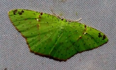 Strepsichlora remissa