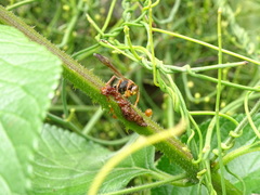 Ropalidia plebeiana