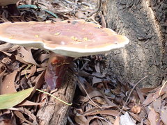 Ganoderma steyaertianum