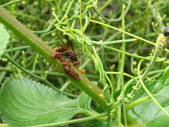 Ropalidia plebeiana