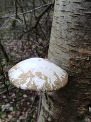 Fomitopsis betulina