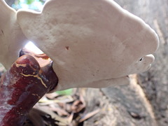 Ganoderma steyaertianum