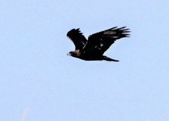 Aquila chrysaetos kamtschatica