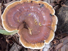 Ganoderma steyaertianum