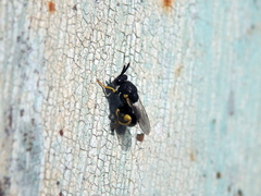 Brachymeria tibialis