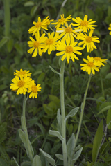 Tephroseris subscaposa