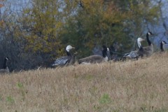 Anser caerulescens caerulescens