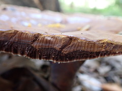 Ganoderma steyaertianum