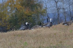 Anser caerulescens caerulescens