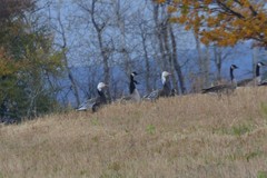 Anser caerulescens caerulescens