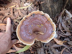 Ganoderma steyaertianum