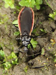 Scadra okinawensis