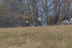Anser caerulescens caerulescens