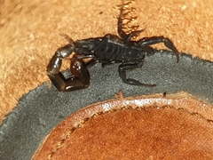 Uroplectes flavoviridis