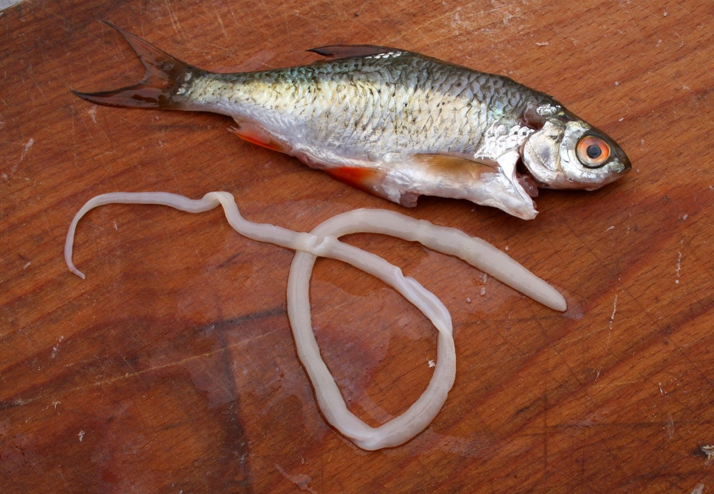 Ligula intestinalis