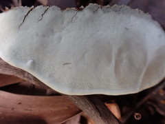 Ganoderma steyaertianum