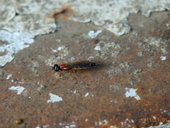 Diadromus collaris