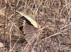 Pterocles quadricinctus
