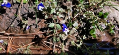 Veronica syriaca