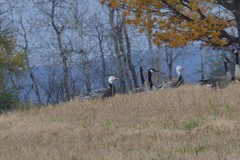 Anser caerulescens caerulescens