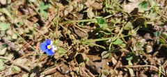 Veronica syriaca