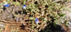 Veronica syriaca