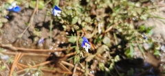 Veronica syriaca