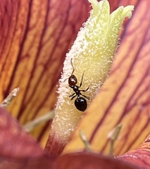 Crematogaster alluaudi