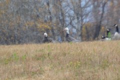 Anser caerulescens caerulescens