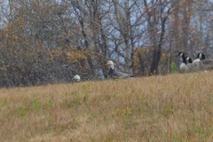 Anser caerulescens caerulescens