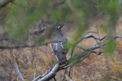 Canachites canadensis canace