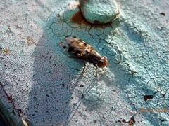 Otitini