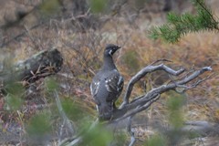 Canachites canadensis canace