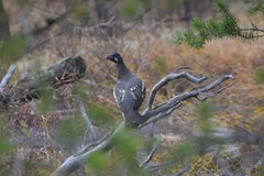 Canachites canadensis canace