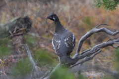 Canachites canadensis canace