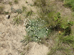Helichrysum argentissimum
